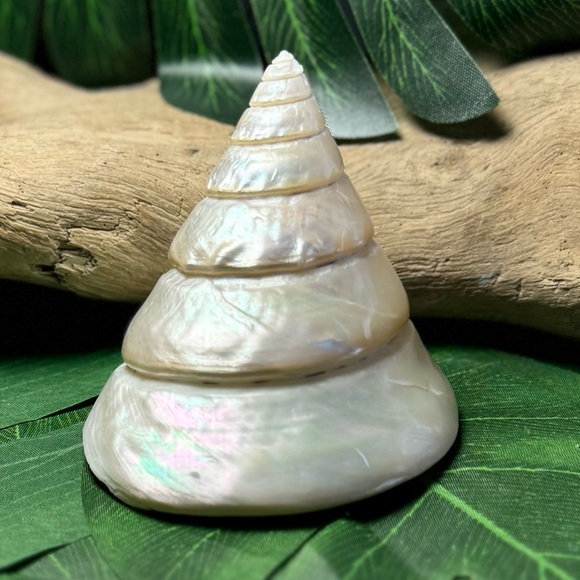 LARGE PEARLIZED COMMERCIAL TROCHUS TOP SHELL DISPLAY COLLECTOR SEASHELL COASTAL - Picture 12 of 15